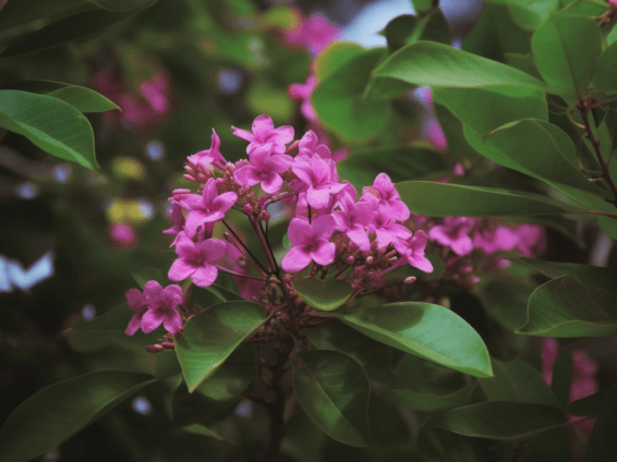 Spatholobus suberectus - Interstellar Blends