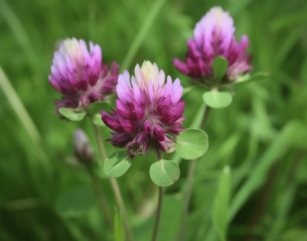 Trifolium pratense – A striking image of Trifolium pratense (Red Clover), an herb in Interstellar Blends for hormone balance and detoxification.