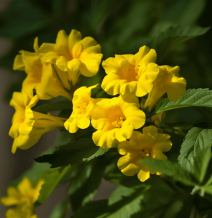 Tecoma Stans Flowers - Interstellar Blends