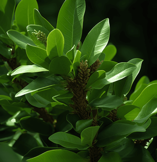 Terminalia Capatta - Interstellar Blends