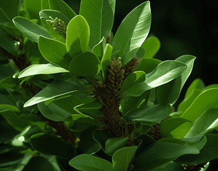 Terminalia Capatta - Interstellar Blends