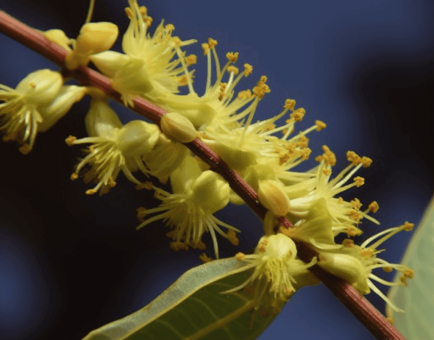 Terminalia Pallida - Interstellar Blends