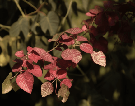Terminalia Paniculata – A powerful Ayurvedic herb known for its antioxidant and anti-inflammatory properties. Featured in Interstellar Blends for its potential health benefits, including immune support and vitality enhancement.