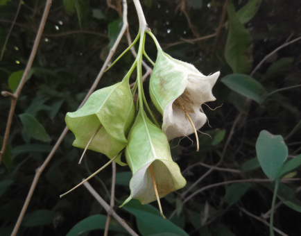 Tetracarpidium Conophorum - Interstellar Blends
