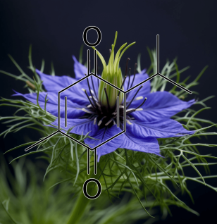 Thymoquinone (Nigella sativa) – A detailed image of Thymoquinone, the active compound in Black Seed (Nigella sativa), featured in Interstellar Blends for immune and anti-inflammatory support.