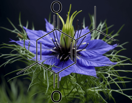 Thymoquinone (Nigella sativa) – A detailed image of Thymoquinone, the active compound in Black Seed (Nigella sativa), featured in Interstellar Blends for immune and anti-inflammatory support.