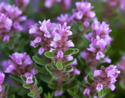 Thymus serpyllum (Wild Thyme) – a vibrant, low-growing herb with delicate purple flowers, known for its potent antioxidant and antimicrobial properties. Featured in Interstellar Blends for its health-boosting benefits.