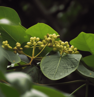 Tinospora Cordifolia (Guduchi) – A powerful adaptogenic herb with heart-shaped leaves and climbing vine structure, known for its immune-boosting and anti-inflammatory properties. Featured in Interstellar Blends’ herbal formulations for optimal health and vitality.
