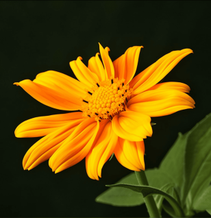 Tithonia diversifolia - Interstellar Blends