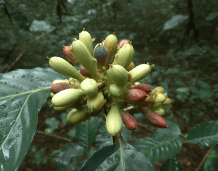 Trichilia Catigua - Interstellar Blends