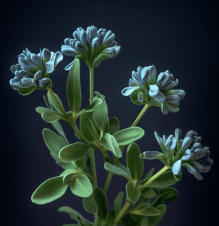 Trigonella-caerulea - Interstellar Blends