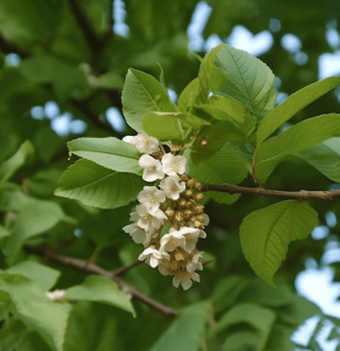 Ulmus Wallichiana (Himalayan Elm) – A powerful herbal ingredient featured in Interstellar Blends, known for its traditional use in promoting joint health, reducing inflammation, and supporting overall vitality.