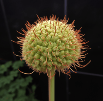 Uncaria rhynchophylla – A detailed image of Uncaria rhynchophylla (Gambir vine), a plant in Interstellar Blends for neurological and cardiovascular health.