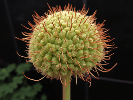 Uncaria rhynchophylla – A detailed image of Uncaria rhynchophylla (Gambir vine), a plant in Interstellar Blends for neurological and cardiovascular health.