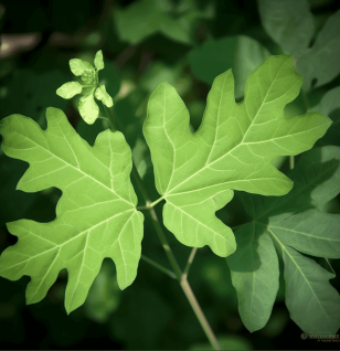 Urena lobata – A vibrant medicinal herb with pinkish-purple flowers and lobed leaves, traditionally used for its anti-inflammatory and immune-boosting properties. A powerful botanical featured in Interstellar Blends for optimal wellness.