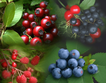 Vaccinium Arctostaphylos – A rare, nutrient-rich berry plant featured in Interstellar Blends' herbal formulations, known for its potent antioxidant and health-boosting properties