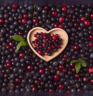 Vaccinium Meridionale Swartz – a nutrient-rich Andean berry plant featured in Interstellar Blends' herbal formulations for its powerful antioxidant and health-boosting properties.