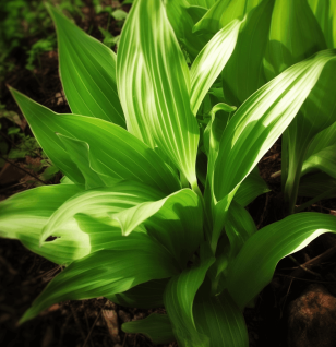 Veratrum Viride – A powerful traditional herb with striking green leaves, used in herbal formulations. Featured on Interstellar Blends for its potent botanical properties.