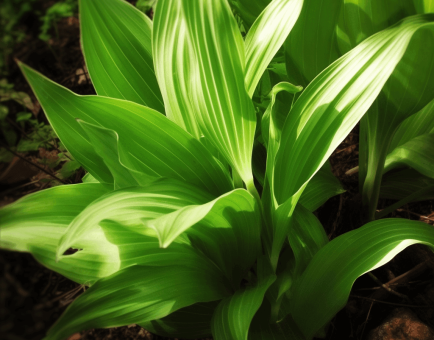 Veratrum Viride – A powerful traditional herb with striking green leaves, used in herbal formulations. Featured on Interstellar Blends for its potent botanical properties.