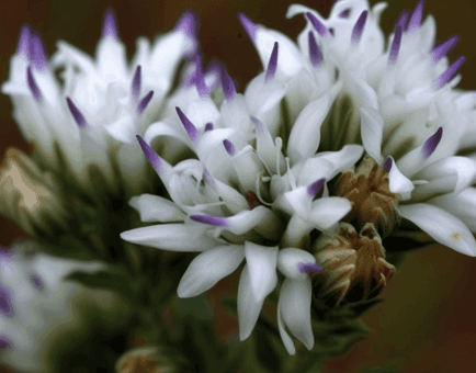 Vernonia Calvoana, a nutrient-rich leafy green, displayed fresh with vibrant green leaves. Known for its powerful antioxidant and medicinal properties, this herb is a key ingredient in Interstellar Blends' herbal formulations for vitality and wellness.