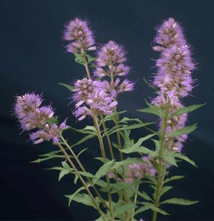 Vitex Cienkowskii – A rare adaptogenic herb known for its potent antioxidant and neuroprotective properties. Featured in Interstellar Blends for its synergy in promoting vitality, cognitive function, and hormonal balance. Image showcases its lush green leaves and delicate flowers, symbolizing nature’s healing power.