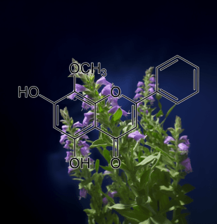 Wogonin (Scutellariae radix) – A bright depiction of Wogonin, a flavonoid in Interstellar Blends for neuroprotection and anti-inflammatory effects.