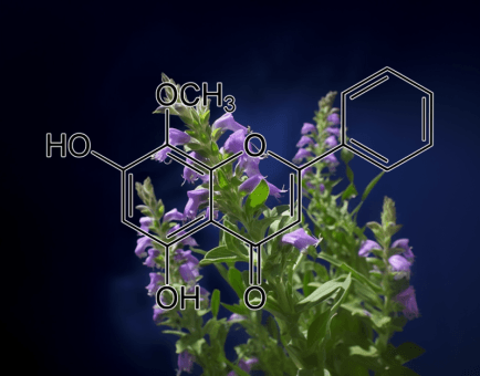 Wogonin (Scutellariae radix) – A bright depiction of Wogonin, a flavonoid in Interstellar Blends for neuroprotection and anti-inflammatory effects.