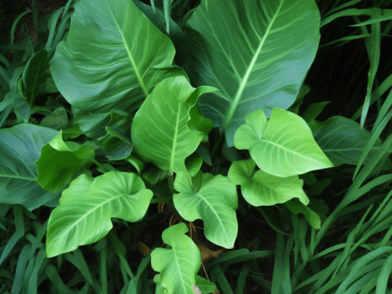 Xanthosoma sagittifolium (Tannia) leaf and tuber illustration, a tropical plant featured in Interstellar Blends' herbal formulas, known for its nutrient density, digestive support, and antioxidant properties