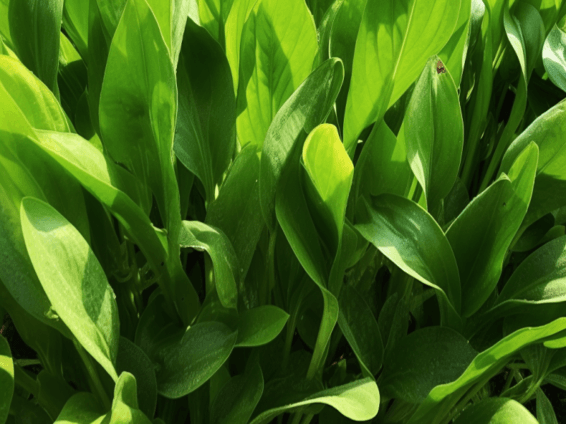 Xuezhikang extract illustration, a red yeast rice derivative featured in Interstellar Blends' herbal formulas, known for its cholesterol-lowering effects, cardiovascular support, and antioxidant properties