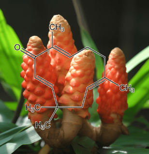 Zerumbone (From Zingiber zerumbet) – A close-up of Zerumbone, an anti-inflammatory and anticancer compound in Interstellar Blends derived from wild ginger.