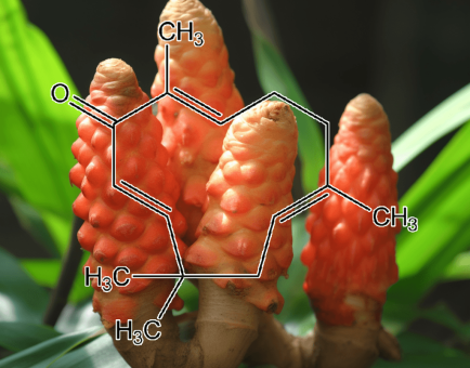 Zerumbone (From Zingiber zerumbet) – A close-up of Zerumbone, an anti-inflammatory and anticancer compound in Interstellar Blends derived from wild ginger.