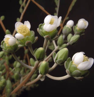 Zygophyllum Album plant – a resilient desert herb known for its potent adaptogenic and antioxidant properties. Used in high-performance herbal blends, this botanical thrives in harsh environments, symbolizing endurance and vitality. Featured on Interstellar Blends for its powerful health benefits.