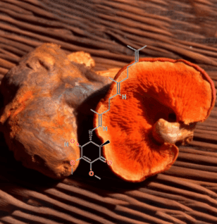 A high-resolution shot of Antroquinonol, a rare bioactive compound in Interstellar Blends known for cellular regeneration and immune support.