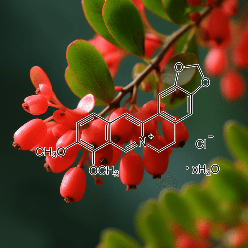 Berberine (Cortidis rhizoma) – A detailed photo of Berberine, an active alkaloid in Interstellar Blends for blood sugar regulation.
