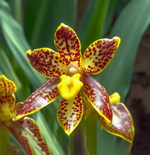 Cornu Cervi - Interstellar Blends