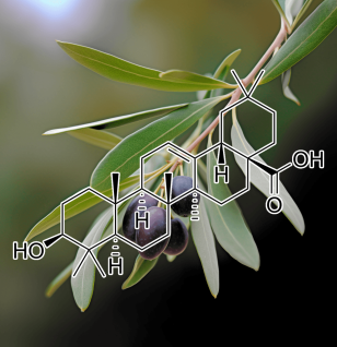 Oleanolic acid – A close-up of Oleanolic acid, a plant-based compound in Interstellar Blends for liver and metabolic health.