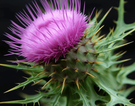 Silybin Plant Source - Interstellar Blends