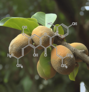 ARTOCARPIN plant source - Interstellar Blends