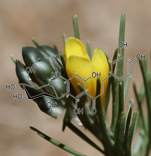 ASPALATHIN - Interstellar Blends