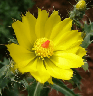 Argemone mexicana (Mexican Poppy) plant illustration, a traditional medicinal herb featured in Interstellar Blends' herbal formulas, known for its antimicrobial, analgesic, and detoxifying properties