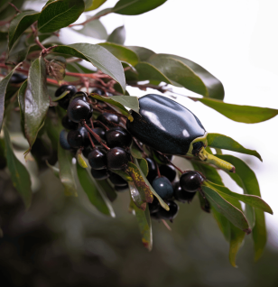 Aristotelia chilensis (Maqui Berry) – Superfruit in Interstellar Blends, rich in anthocyanins for eye health, inflammation reduction, and cardiovascular support.