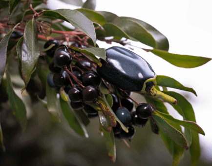 Aristotelia chilensis (Maqui Berry) – Superfruit in Interstellar Blends, rich in anthocyanins for eye health, inflammation reduction, and cardiovascular support.