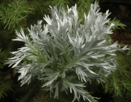 Artemisia Capillaris – A striking image of Artemisia Capillaris, an herb in Interstellar Blends for liver detoxification and metabolic health.