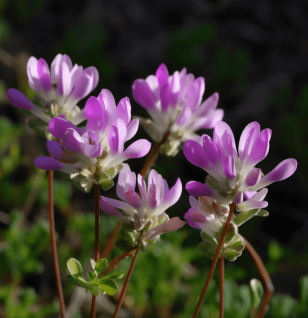 A close-up of Astragalus, a crucial ingredient in Interstellar Blends for immune modulation and longevity.