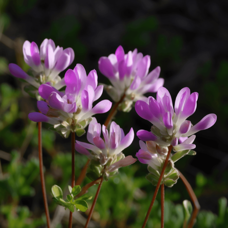 A close-up of Astragalus, a crucial ingredient in Interstellar Blends for immune modulation and longevity.