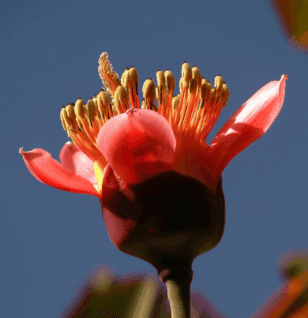 BOMBAX1 - Interstellar Blends