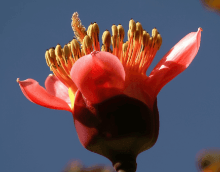 BOMBAX1 - Interstellar Blends