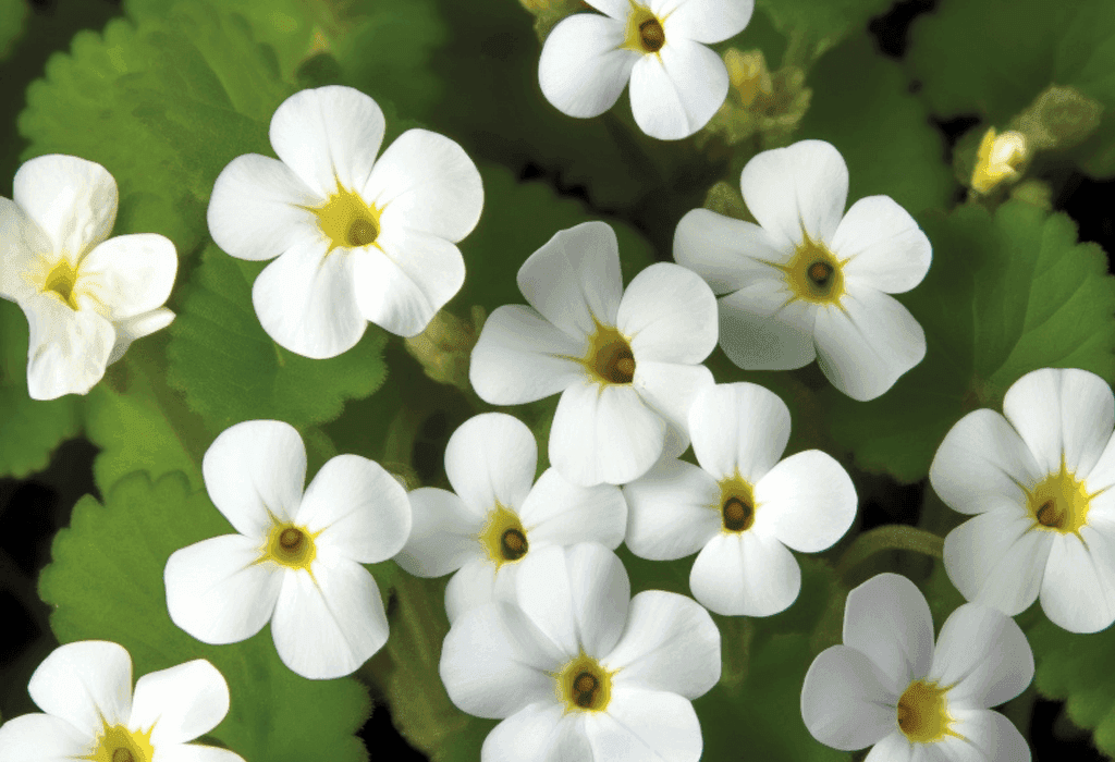 Bacopa Monniera - Interstellar Blends