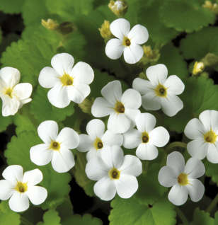 Bacopa Monniera - Interstellar Blends