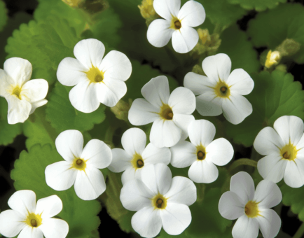 Bacopa Monniera - Interstellar Blends